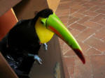 Right up there with the Macaroni penguin in mad design